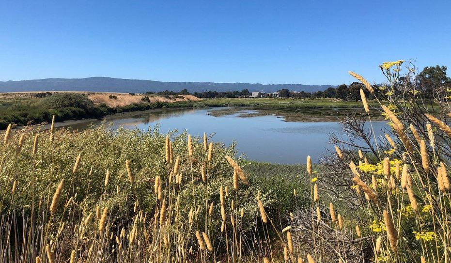 Wildlife and Wetlands: Exploring Baylands Nature Preserve in Palo Alto, CA